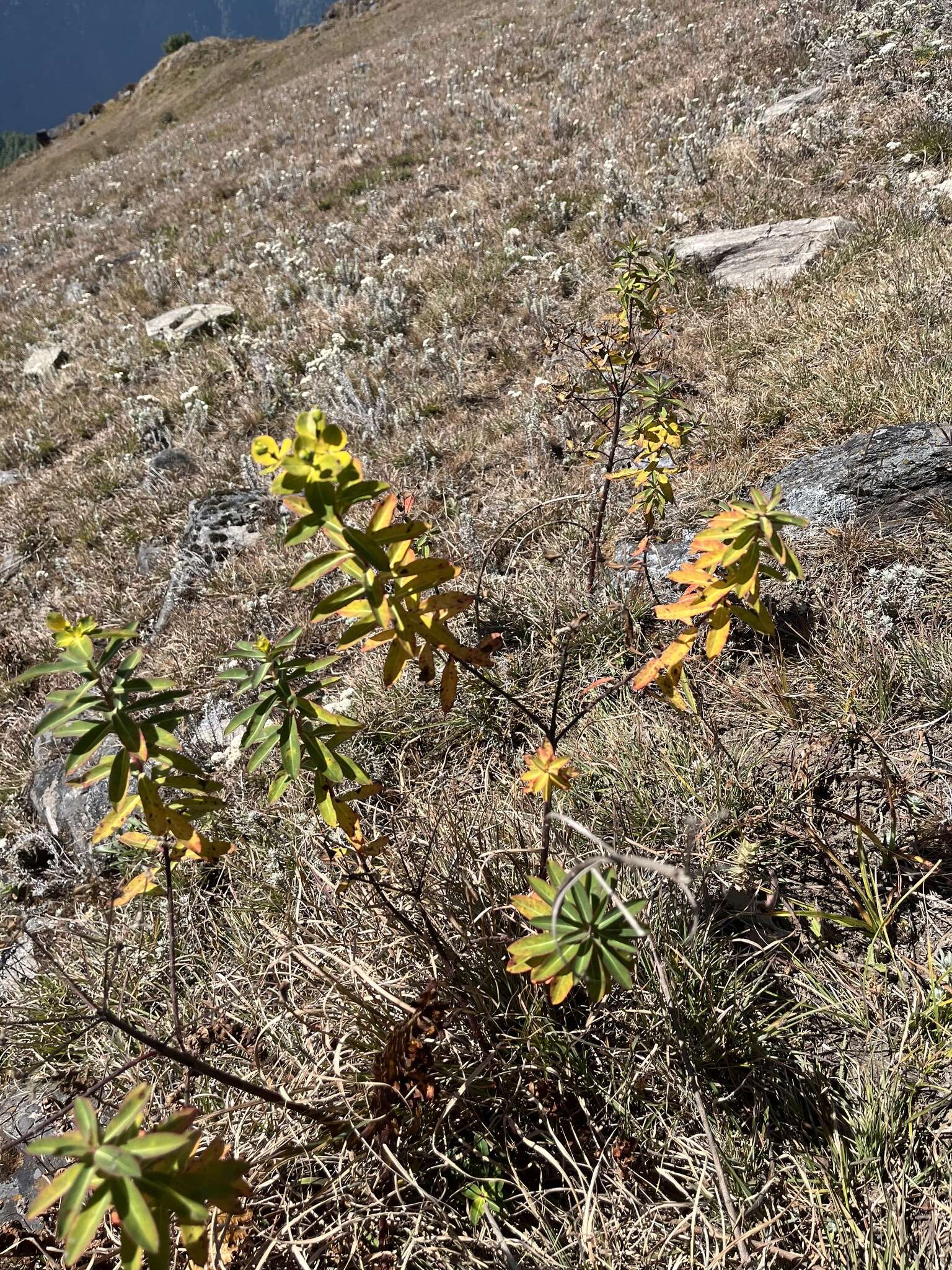 Image of Euphorbia wallichii Hook. fil.