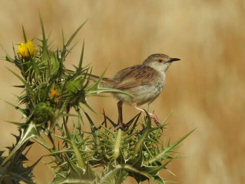 Image of Graceful Prinia