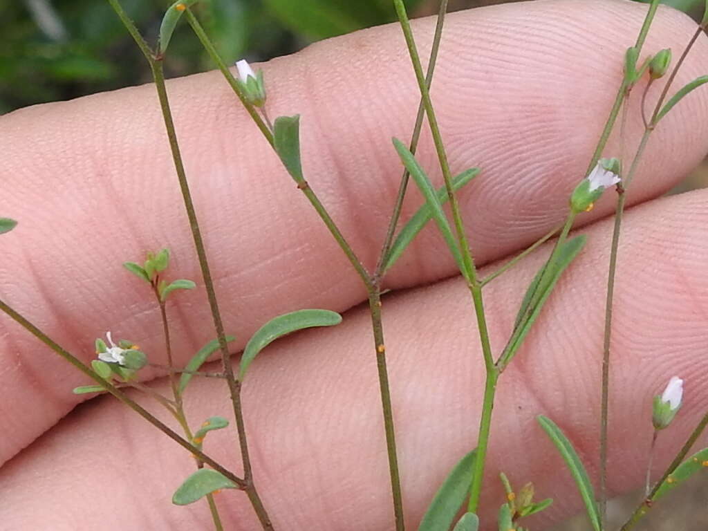 Image of smallflower dwarf-flax