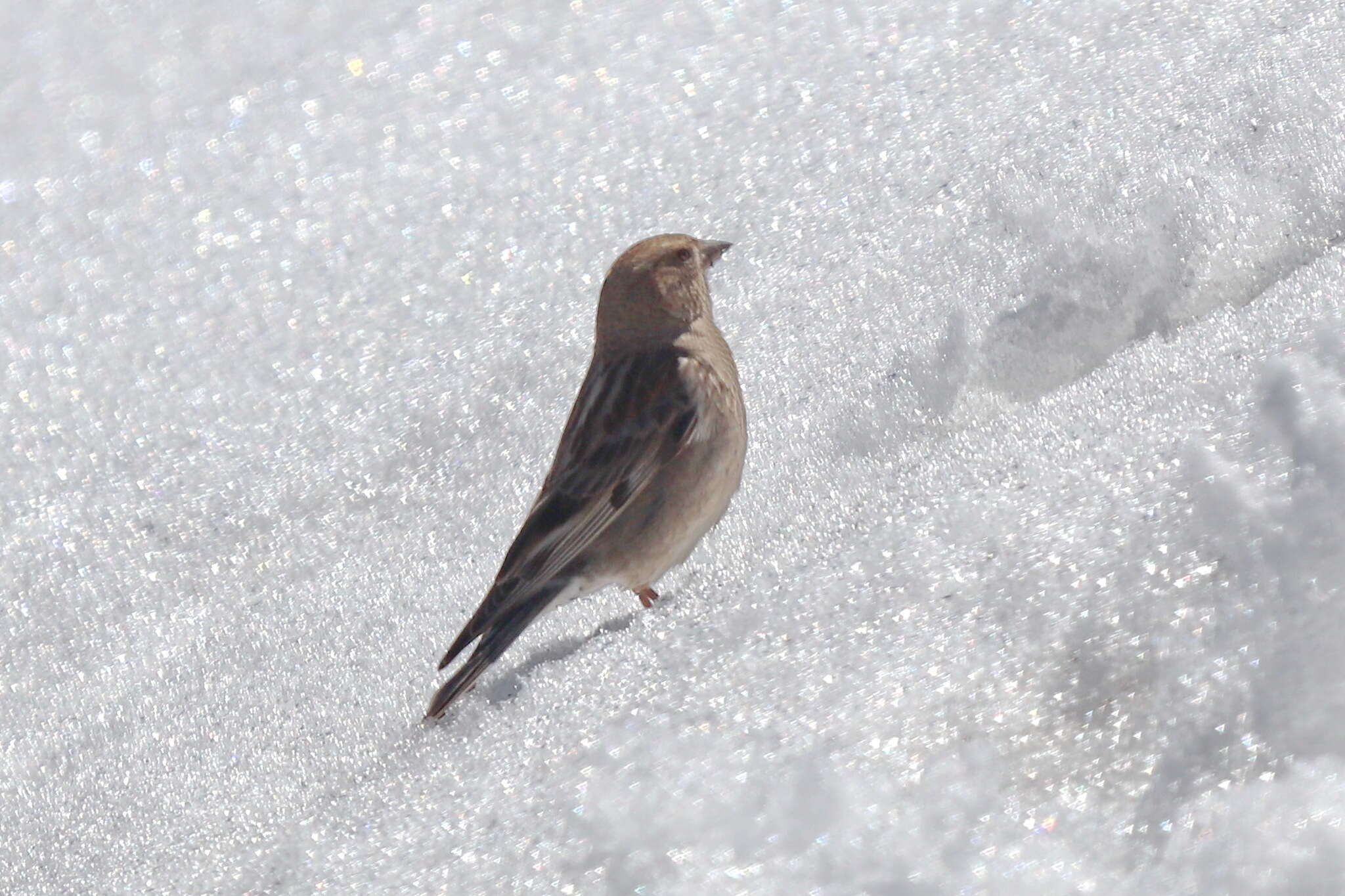 Image of Plain Mountain Finch