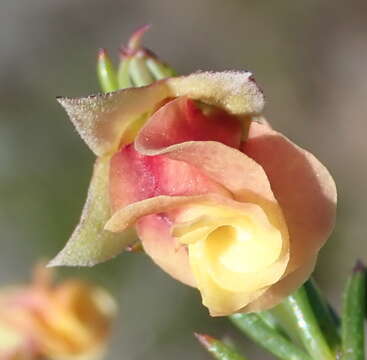 Plancia ëd Hermannia filifolia L. fil.