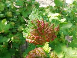 Image of redcurrant aphid