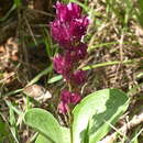 Image of Prestonia erecta (Malme) J. F. Morales