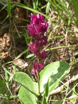 Sivun Prestonia erecta (Malme) J. F. Morales kuva