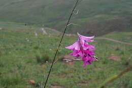 Imagem de Dierama robustum N. E. Br.