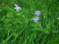 Image of Horned Pansy