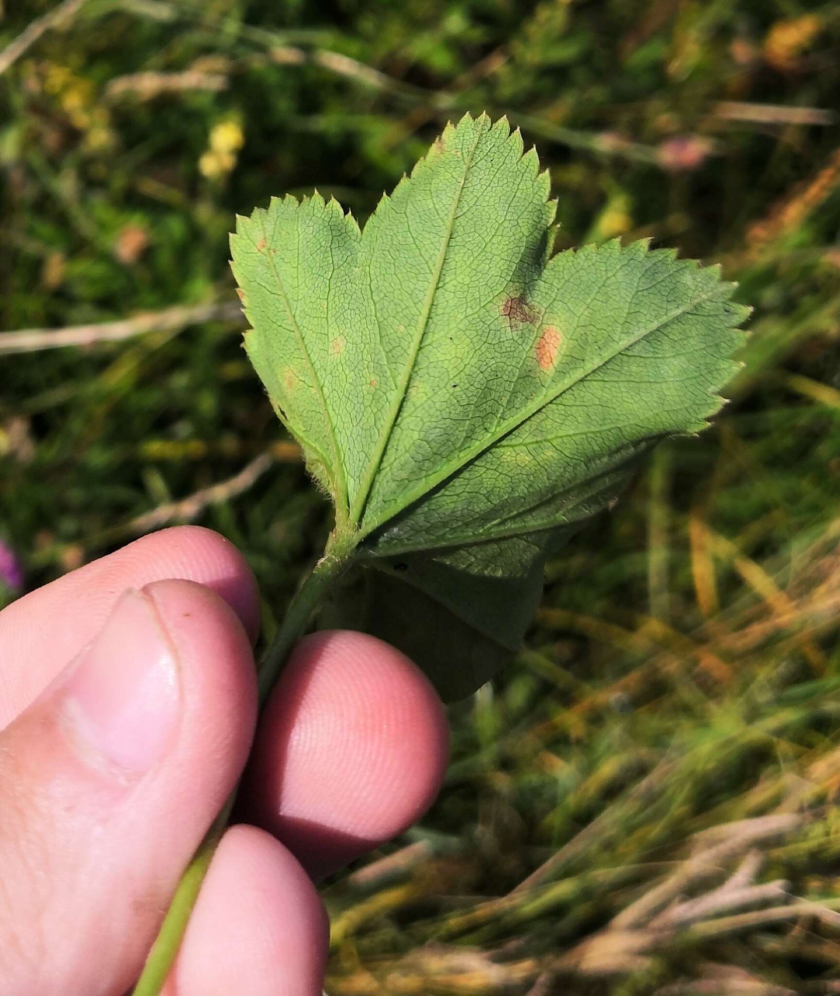 Image of Alchemilla baltica Sam. ex Juz.