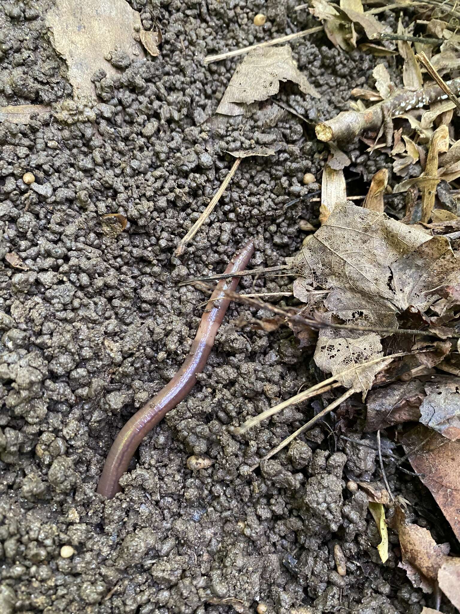 Image of Earthworm