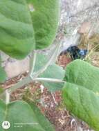 Image of Buddleja crotonoides A. Gray