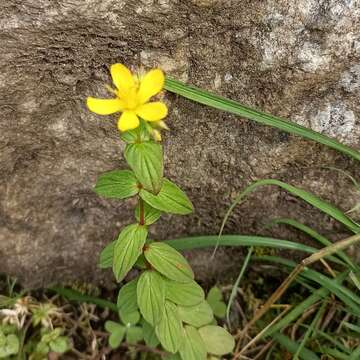 Image of Hypericum elodeoides Choisy