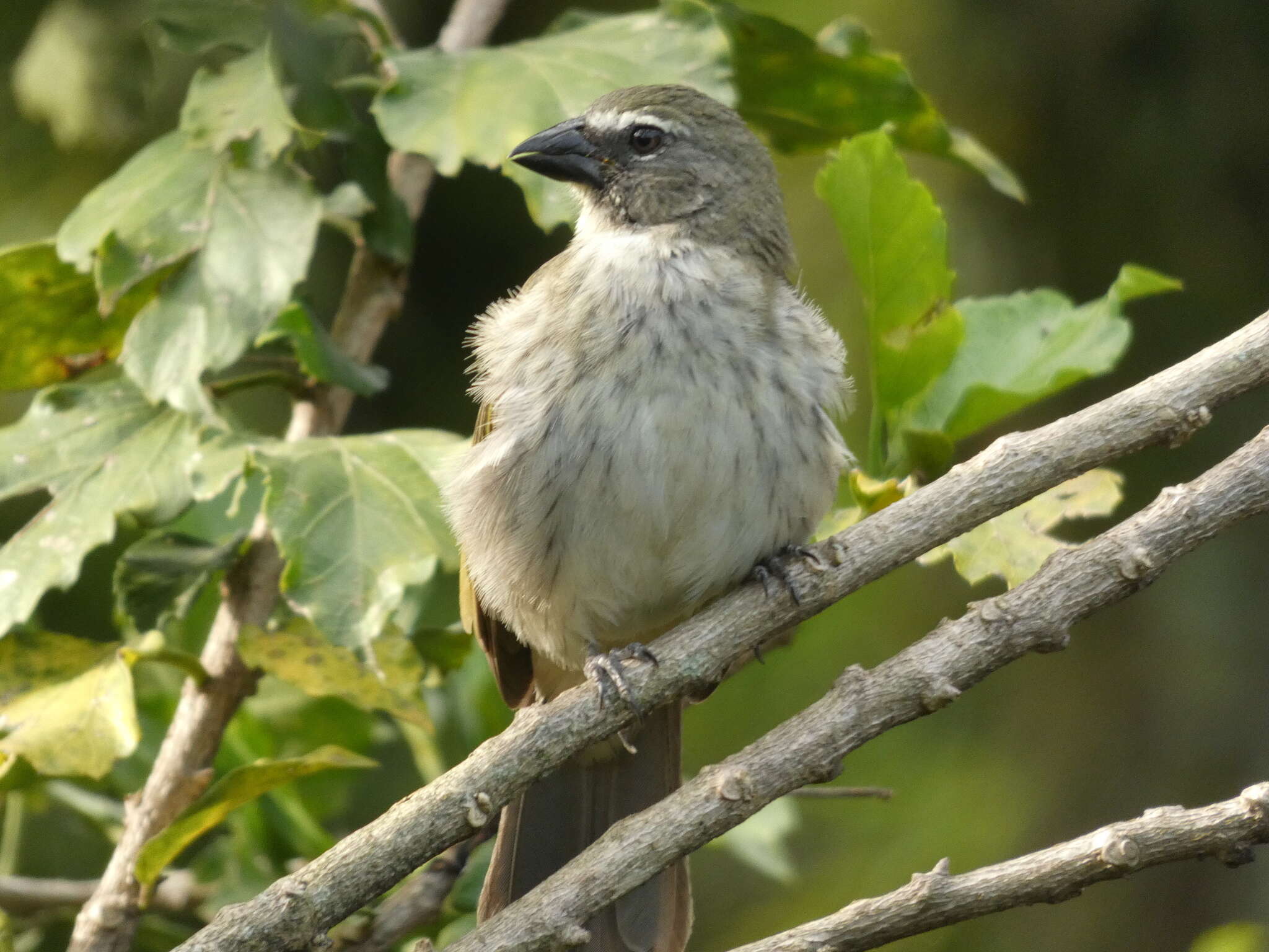 صورة Saltator striatipectus Lafresnaye 1847