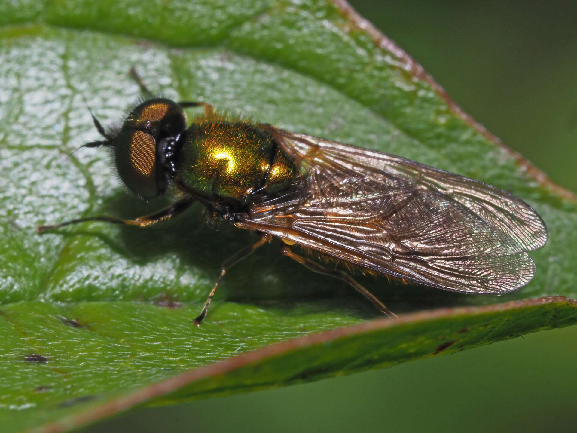 Image of Soldier fly