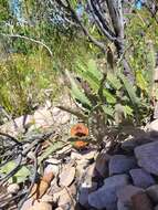 Image of Prostrate Banksia