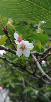 Plancia ëd Prunus yedoensis Matsum.