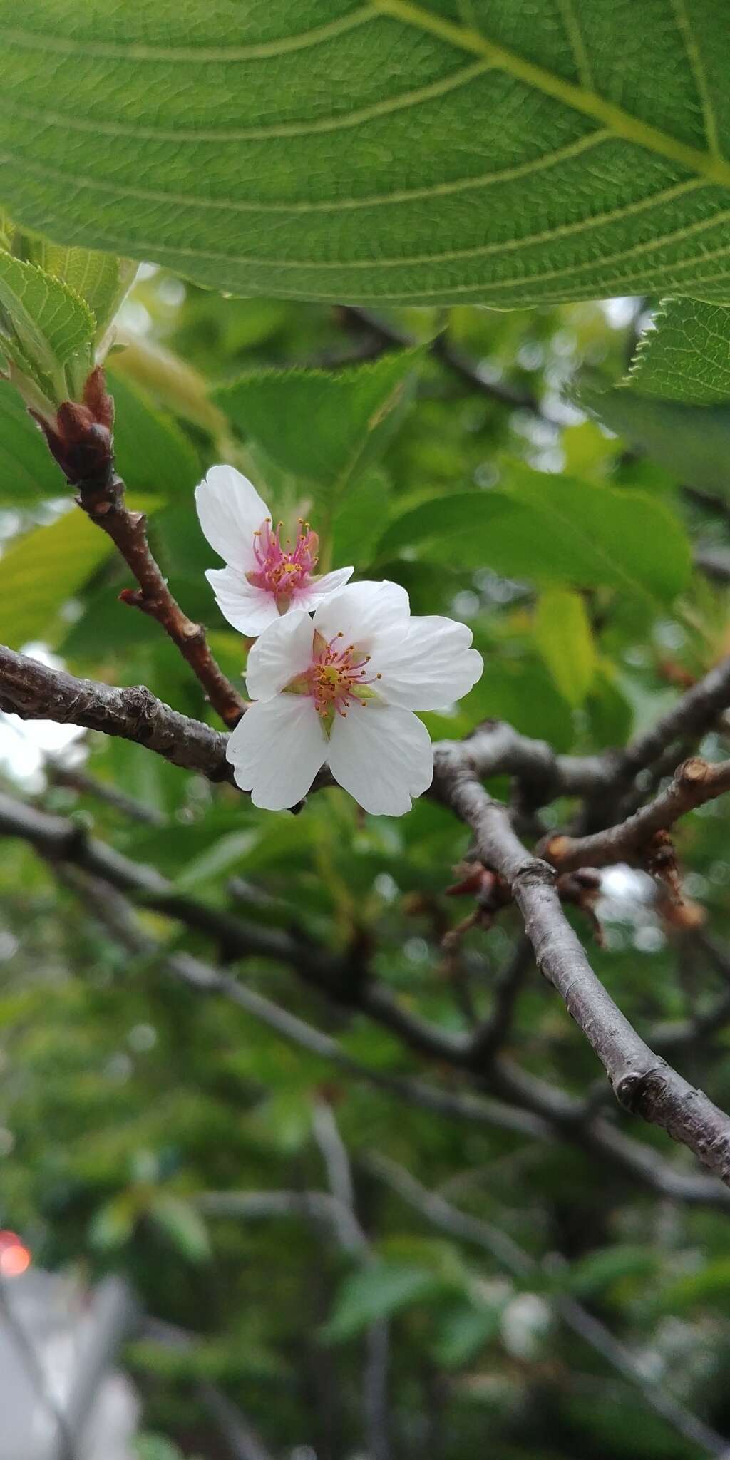 Imagem de Prunus yedoensis Matsum.