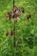 Image of Aquilegia oxysepala Trautv. & C. A. Mey.