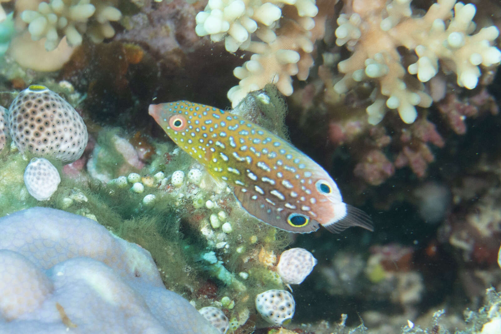 Image of Twister Wrasse