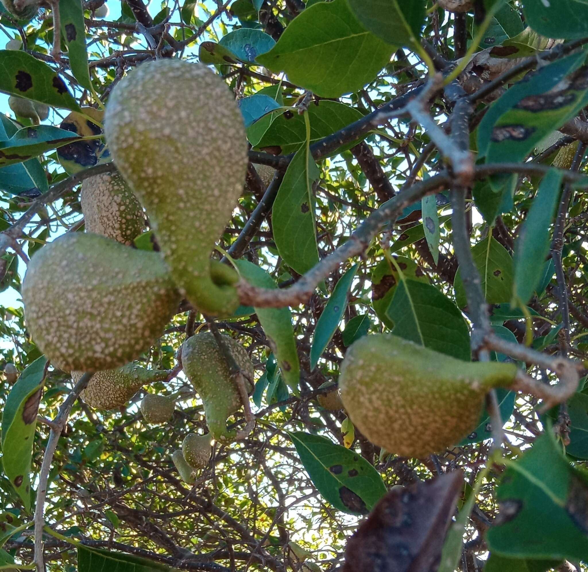 Imagem de Aspidosperma pyrifolium Mart.