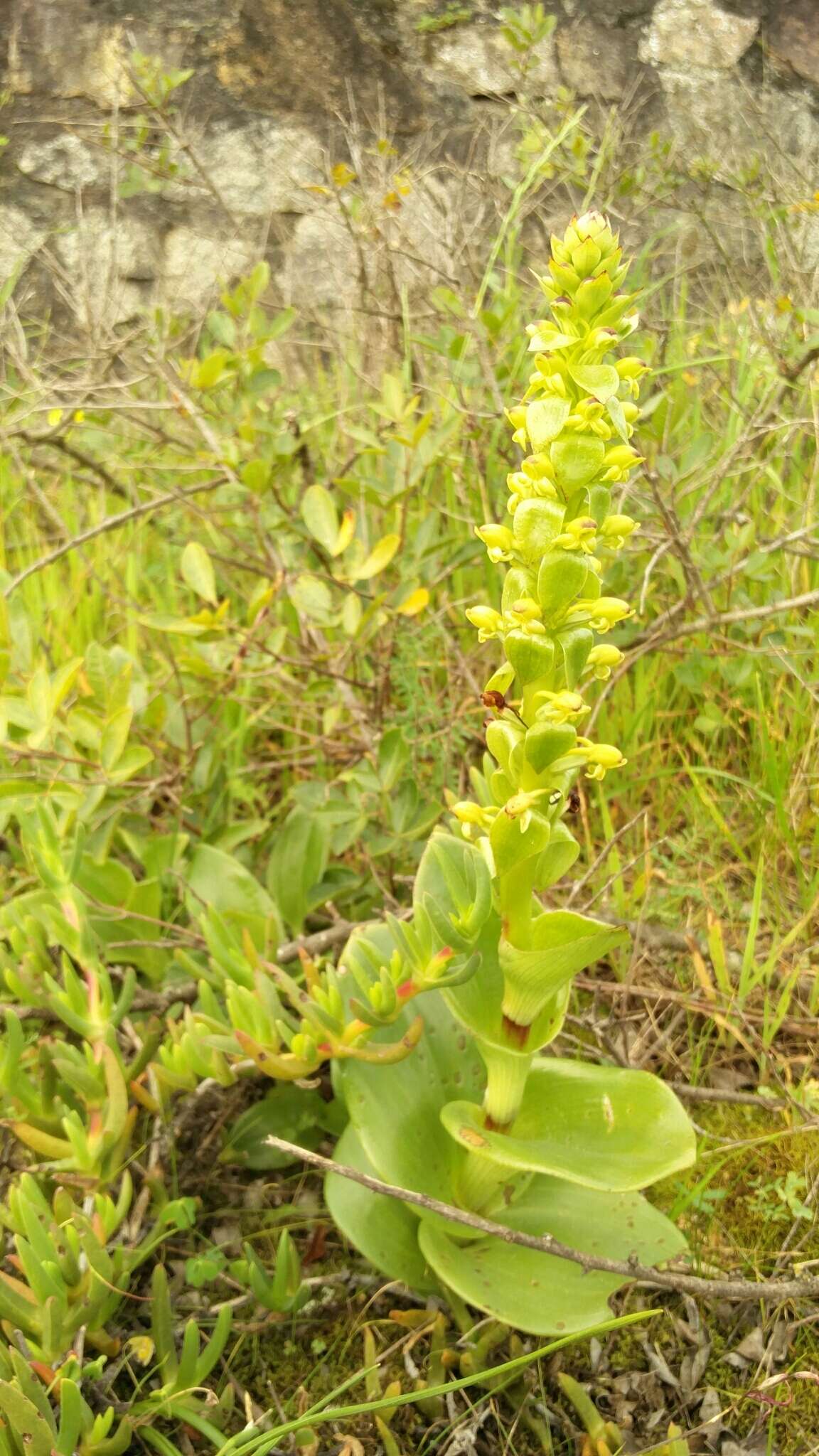 Image de Satyrium odorum Sond.