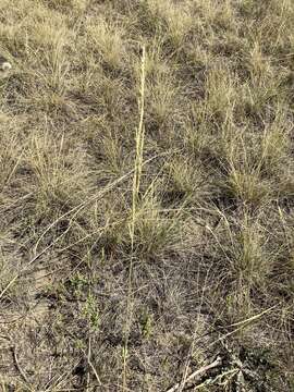 Image of Sporobolus rigidus (Buckley) P. M. Peterson