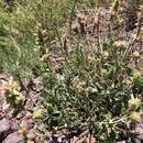 Image of Bill Williams Mountain giant hyssop