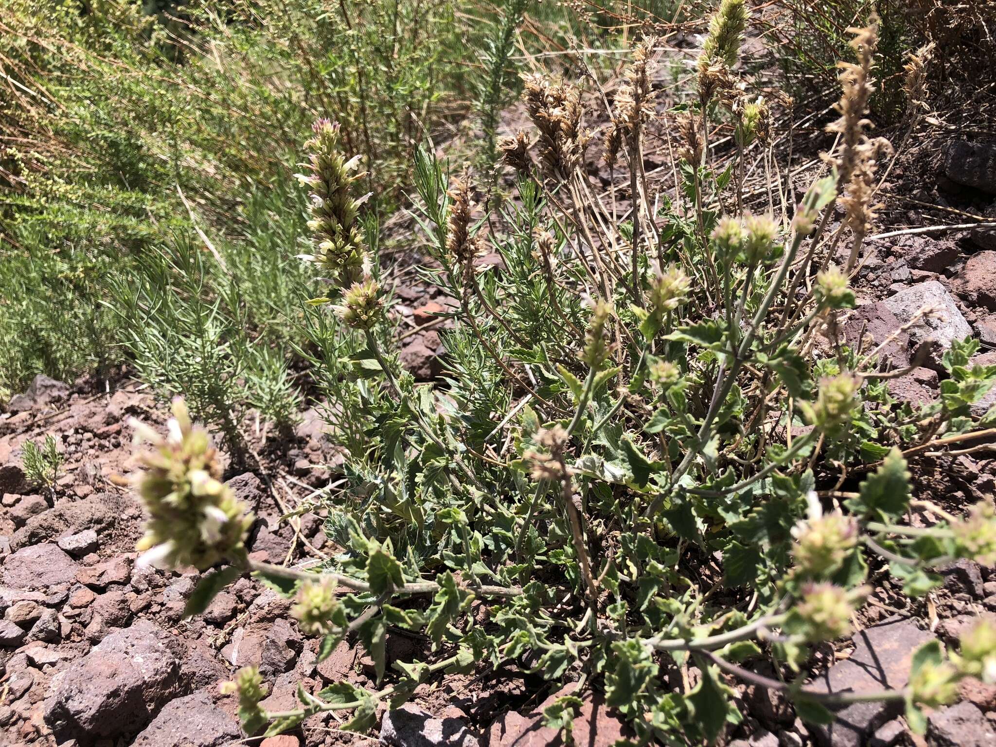 Image of Bill Williams Mountain giant hyssop