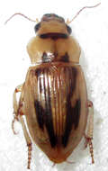 Image of Bradybaenus opulentus Boheman 1848