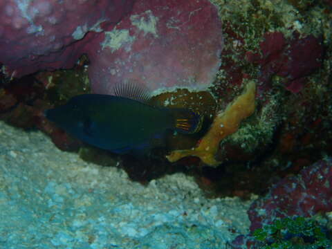 Image of Blackbar Filefish