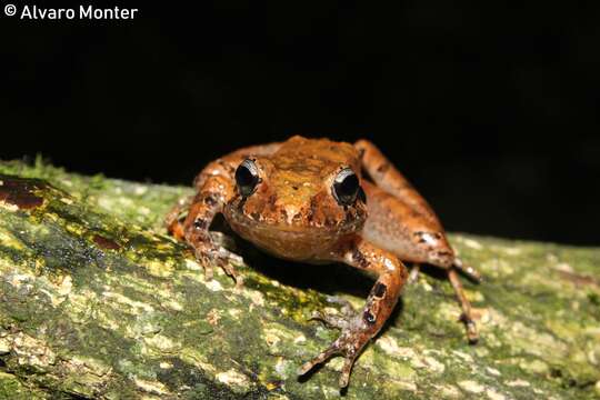 Image of Polymorphic Robber Frog