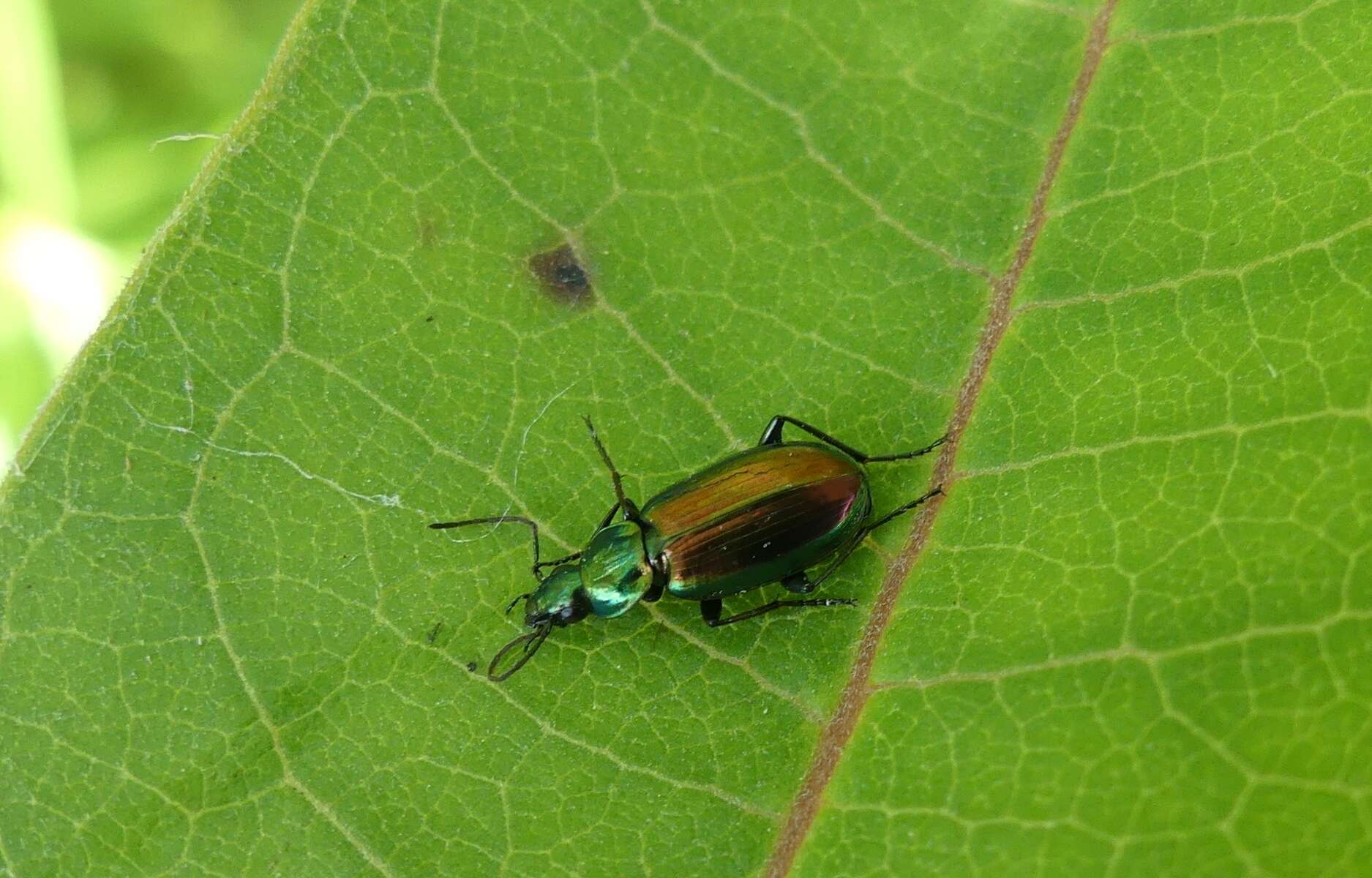 Image of Agonum (Olisares) cupripenne (Say 1823)