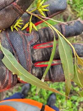 Image of cabbage gum