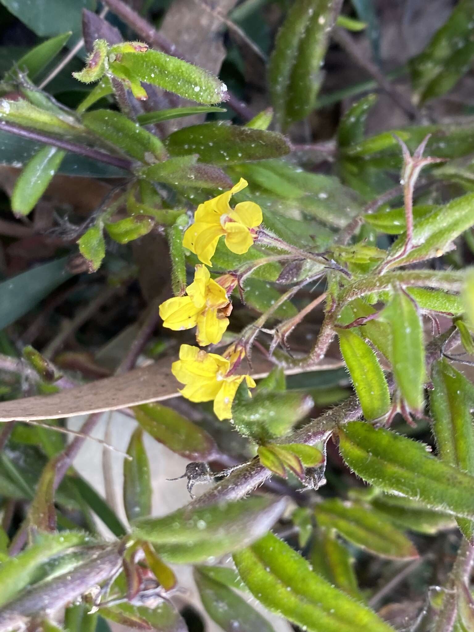 Image of Goodenia heterophylla Sm.