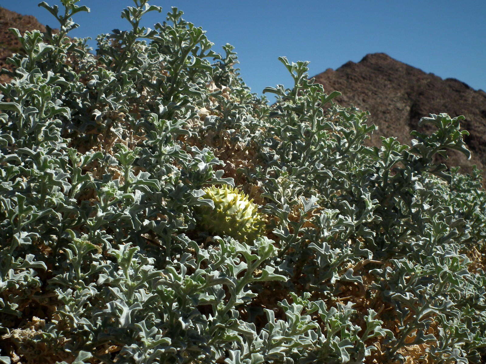 Image de Cucumis rigidus E. Mey. ex Sond.