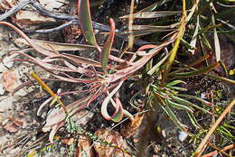 Image of Protea tenax (Salisb.) R. Br.