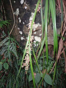 Image de Carex cruciata Wahlenb.