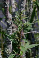 Imagem de Amaranthus cannabinus (L.) Sauer