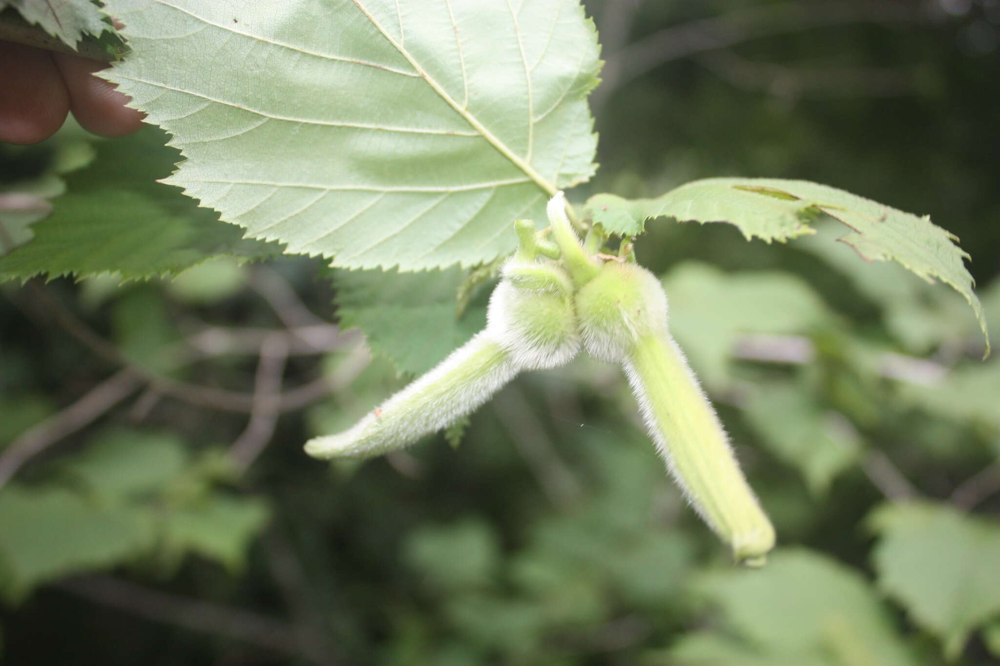 Image of Corylus sieboldiana Blume