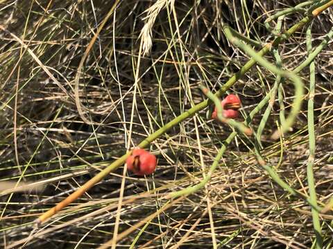 Imagem de Ephedra distachya L.