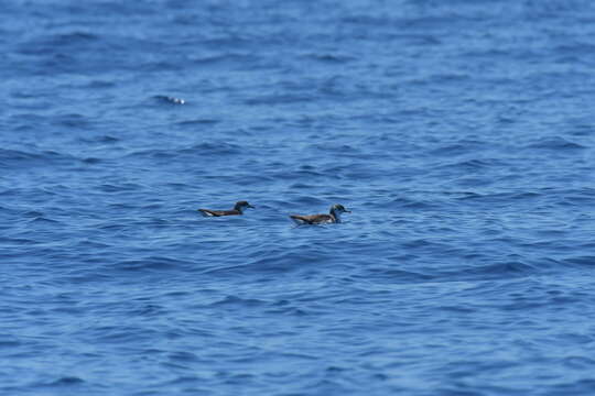 Image of Puffinus assimilis haurakiensis Fleming, CA & Serventy 1943