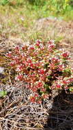 Image de Sedum vinicolor S. Wats.