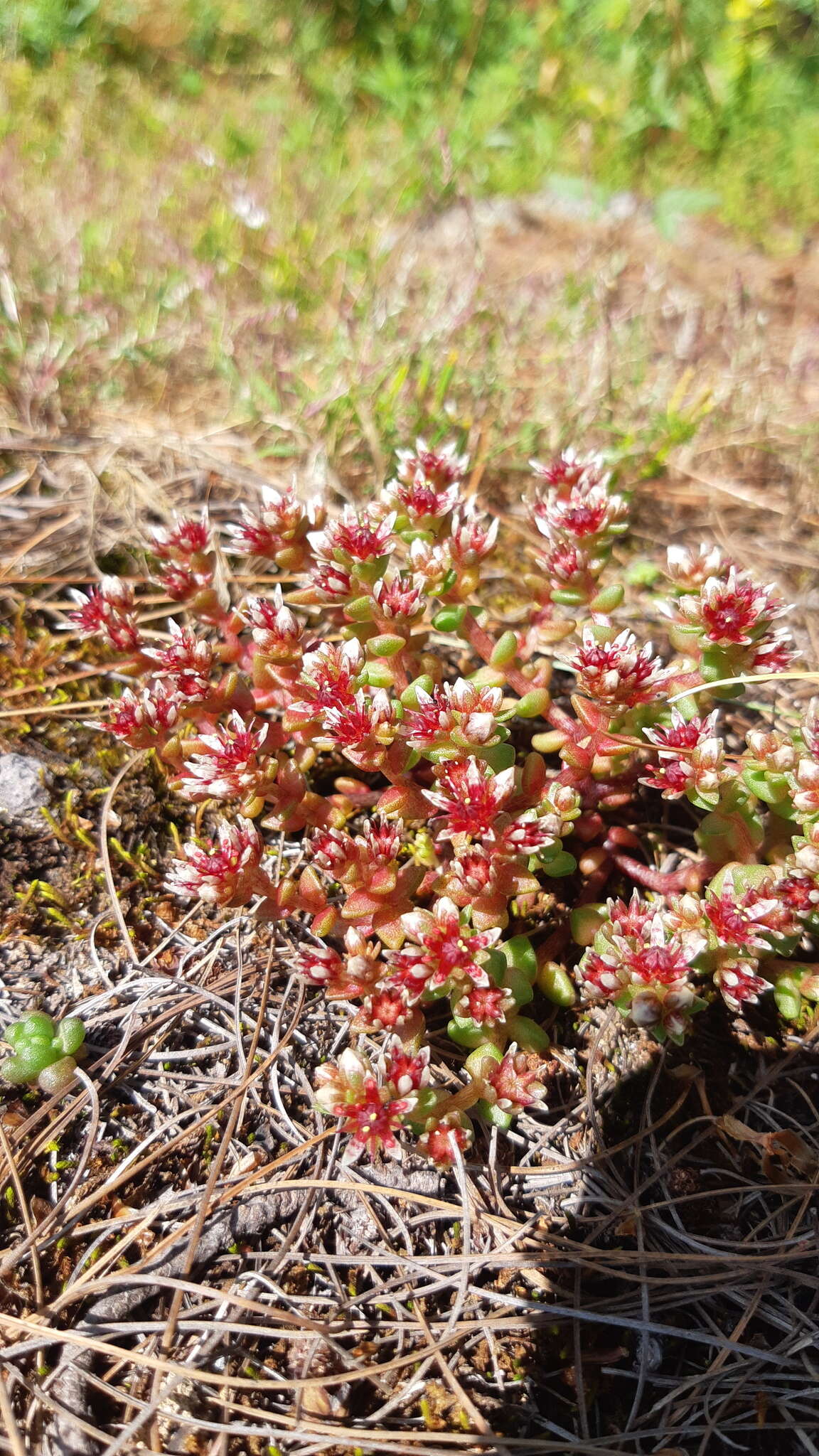 Image of Sedum vinicolor S. Wats.