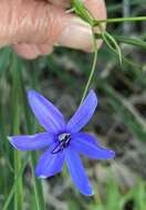 Image of Agrostocrinum scabrum (R. Br.) Baill.