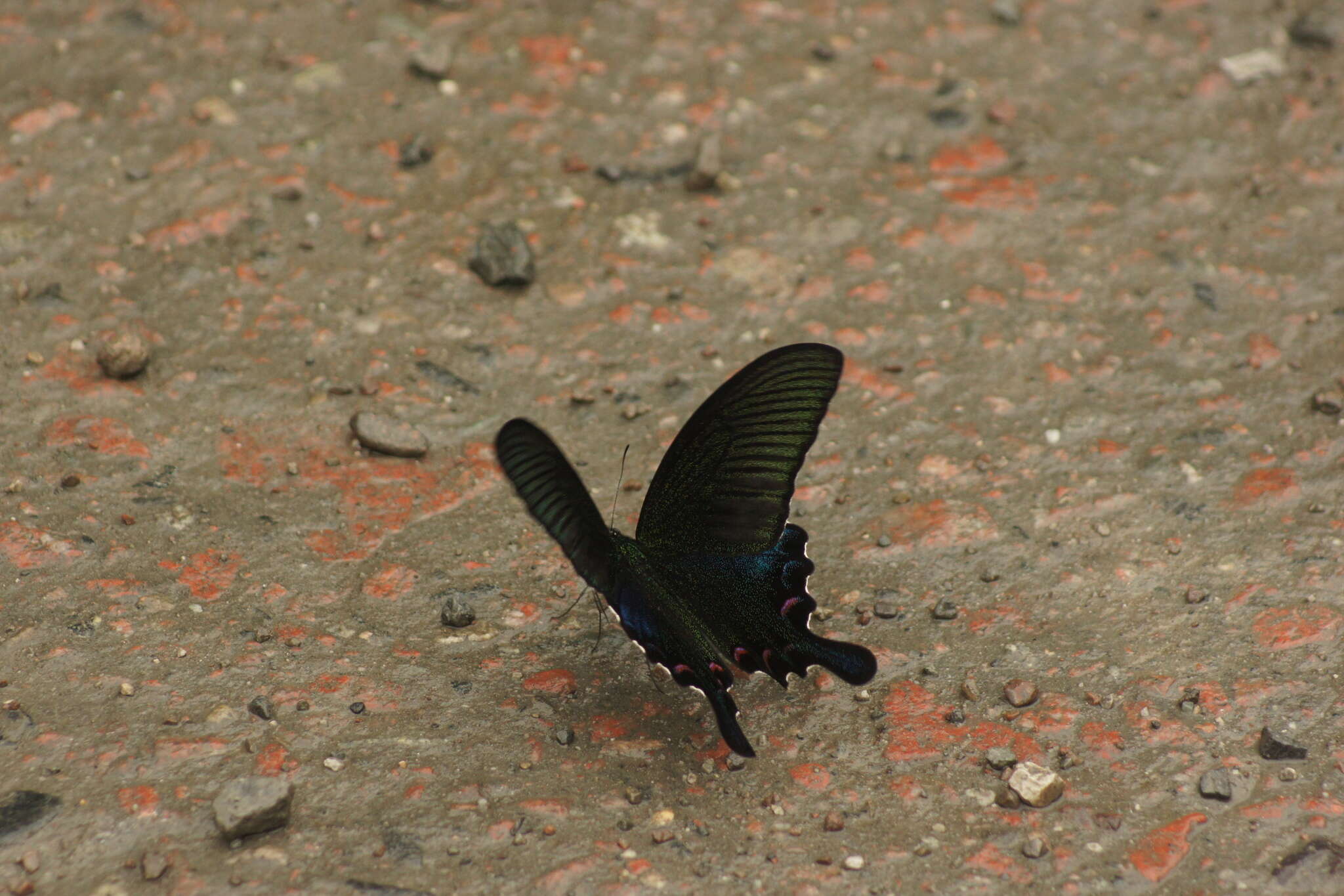 Image de Papilio bianor Cramer (1777)