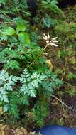 Image of Fern-Leaf Goldthread