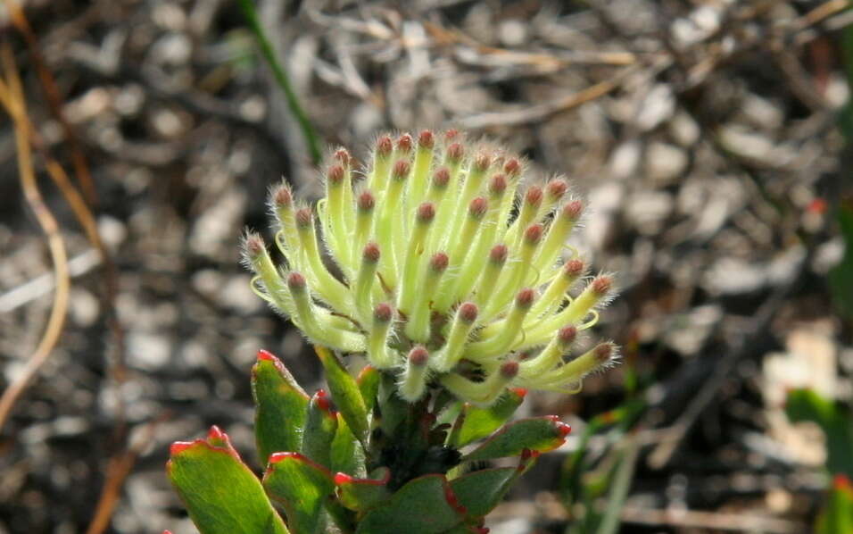 Plancia ëd Leucospermum heterophyllum (Thunb.) Rourke