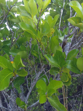 Image of Griselinia lucida (J. R. Forst. & G. Forst.) G. Forst.