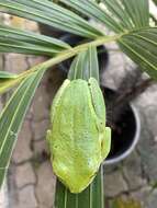 Image of Seychelles Tree Frog