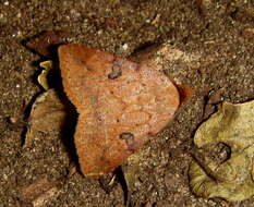 Imagem de Plecoptera punctilineata Hampson 1910