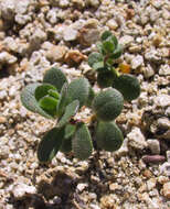 Image of Lake Tahoe draba