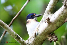 Image of Blue-and-white Kingfisher